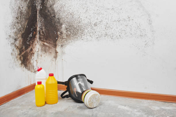Best Residential Mold Removal  in East Falmouth, MA