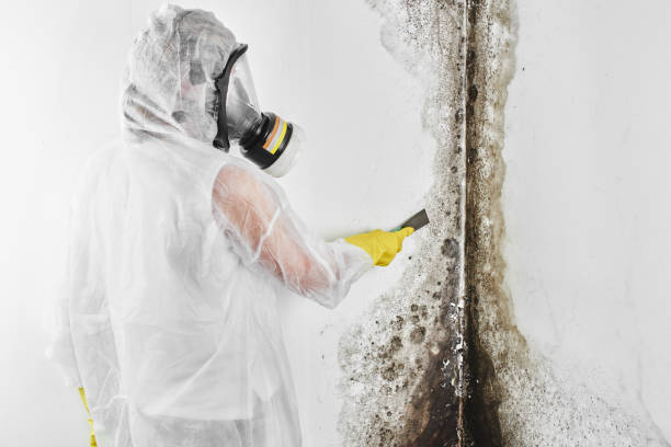 Reliable East Falmouth, MA Mold Removal Solutions
