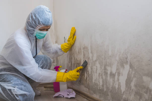 Attic Mold Removal in East Falmouth, MA