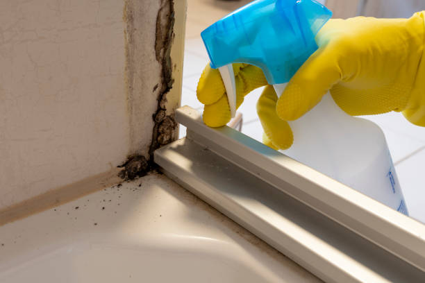 Best Same-Day Mold Removal  in East Falmouth, MA