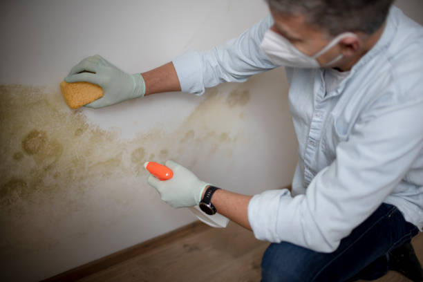 Best Black Mold Removal  in East Falmouth, MA