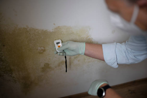 Best Best Mold Removal Companies  in East Falmouth, MA