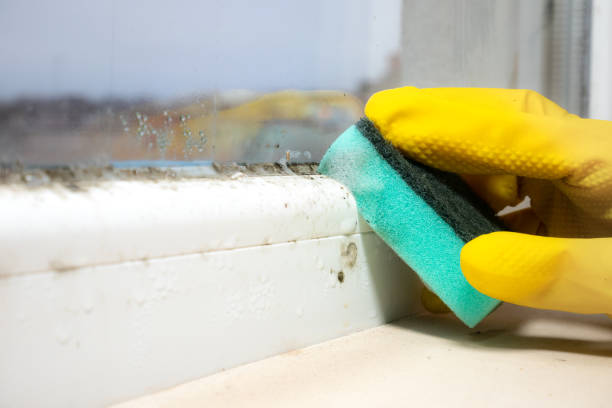 Best Home Mold Removal  in East Falmouth, MA