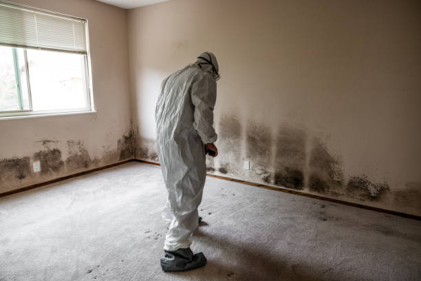 Best Fast Mold Removal  in East Falmouth, MA
