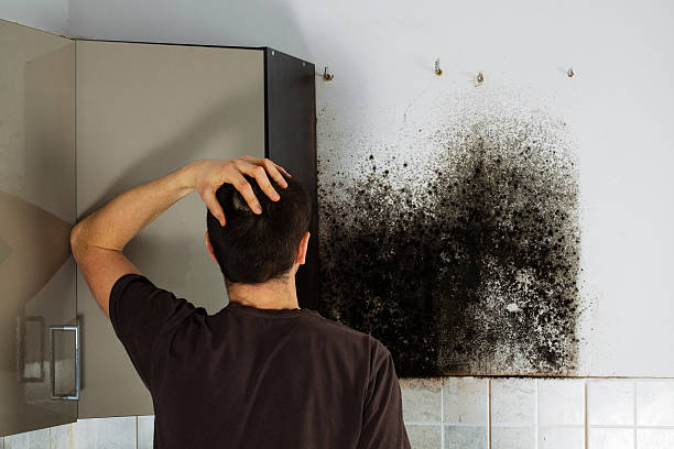 Mold Removal Process in East Falmouth, MA