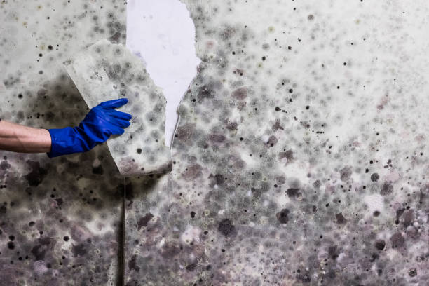 Best Office Mold Removal Services  in East Falmouth, MA